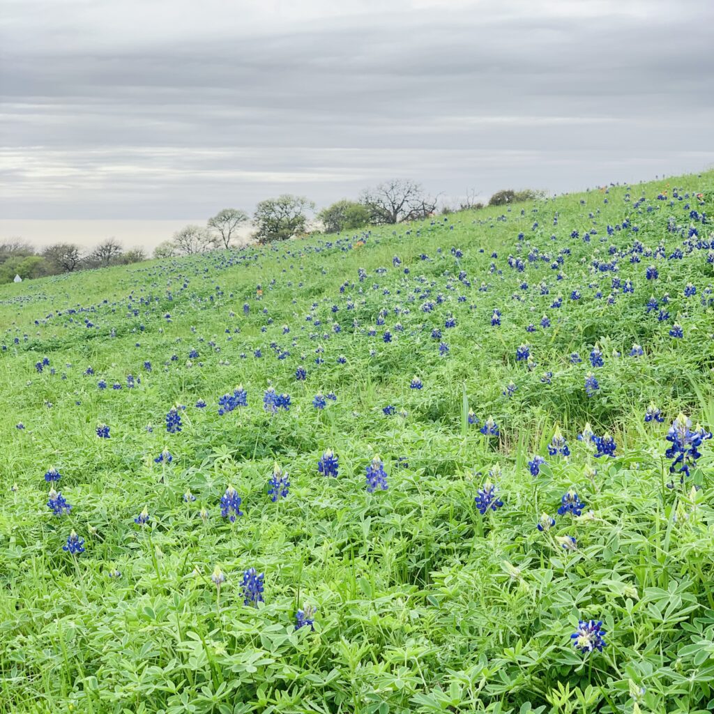 On a trip to Austin. Halfway between Sugar Land and Austin, we found the Bluebonnets - the State Flower of Texas.