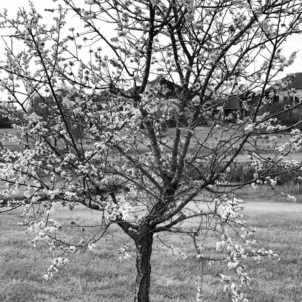 A Beautiful Spring Day