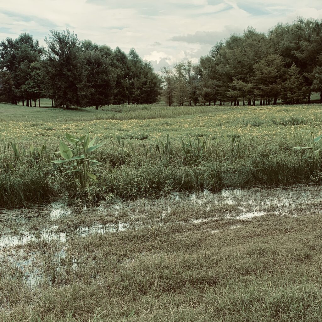 Between rainstorms.