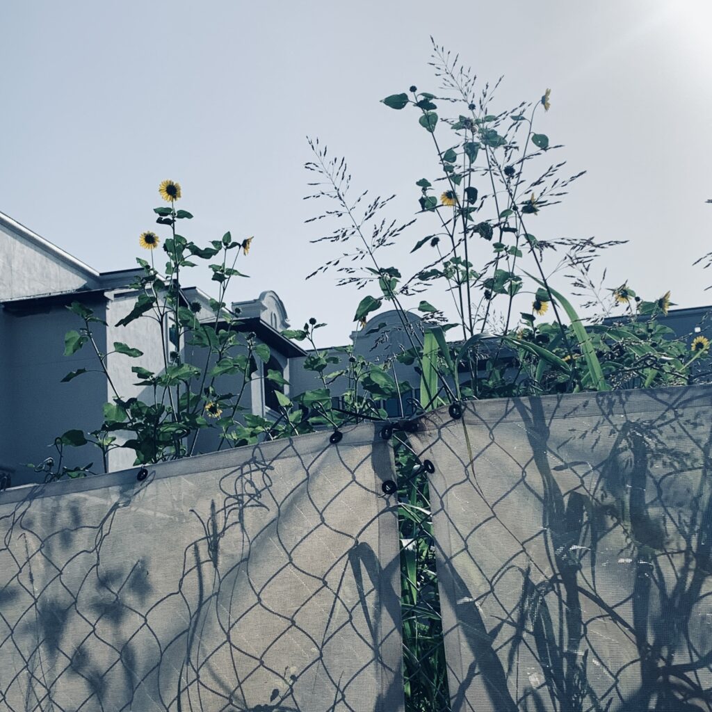 I pass by this construction site when I take my walks. The sunflowers and other flowers have recently appeared above the fence.